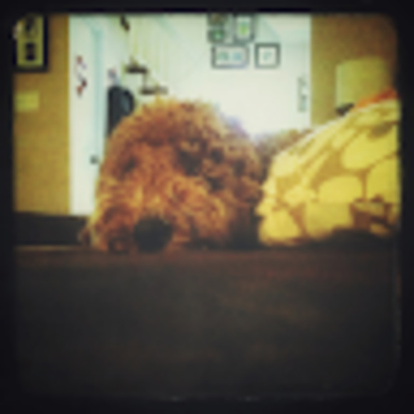 Meet your Posher, William - Picture 1 of 1